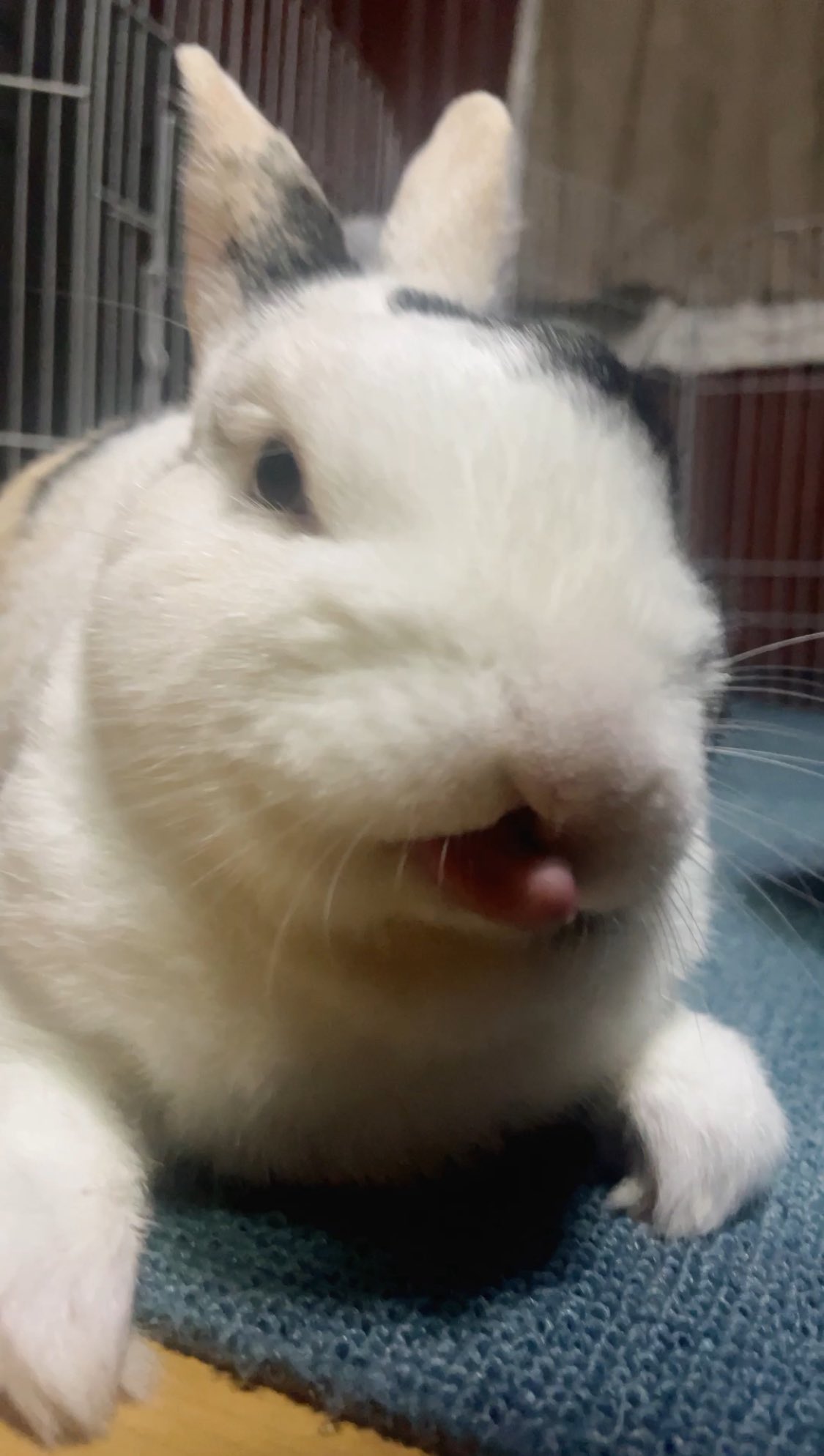 ぽよぽよ様確認ページ♡ ぺぽよ | ぽよぺっぷ！