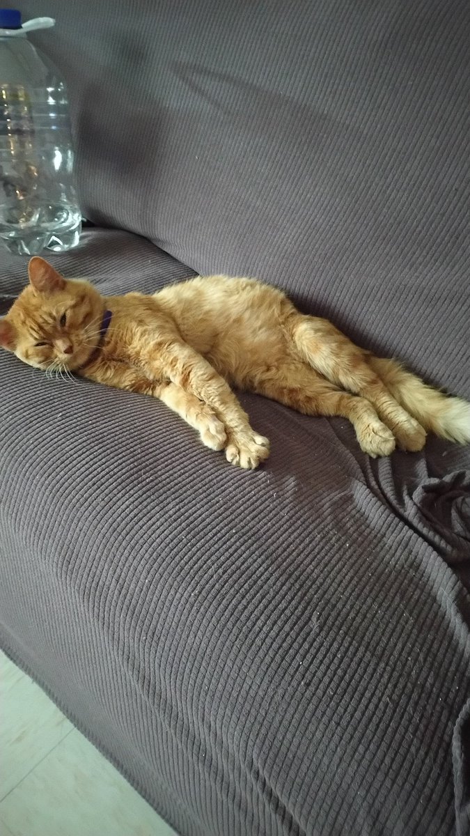 🌸Zetalina🌸🐽 tweet media