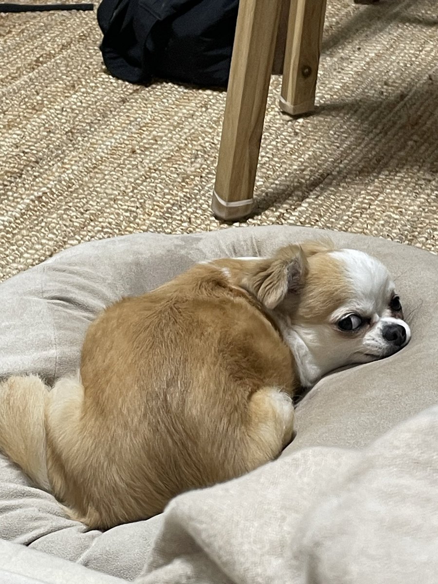 に (@donyoku_jp) on Twitter photo 