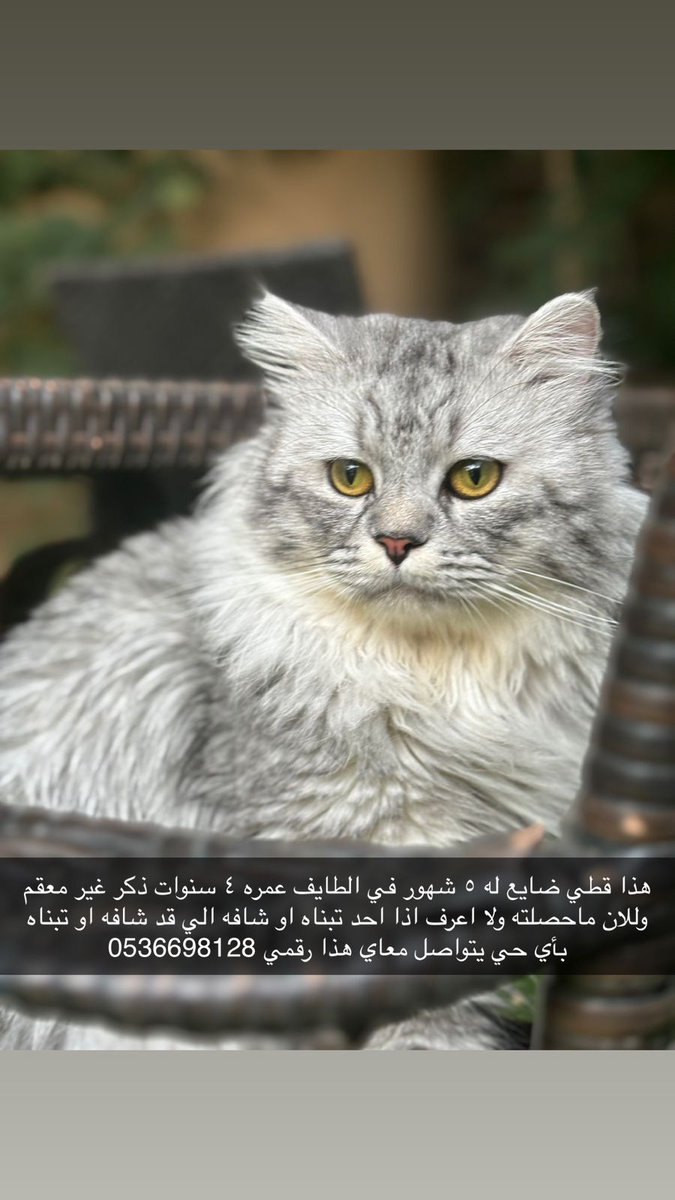 #مفقود_في_الطايف