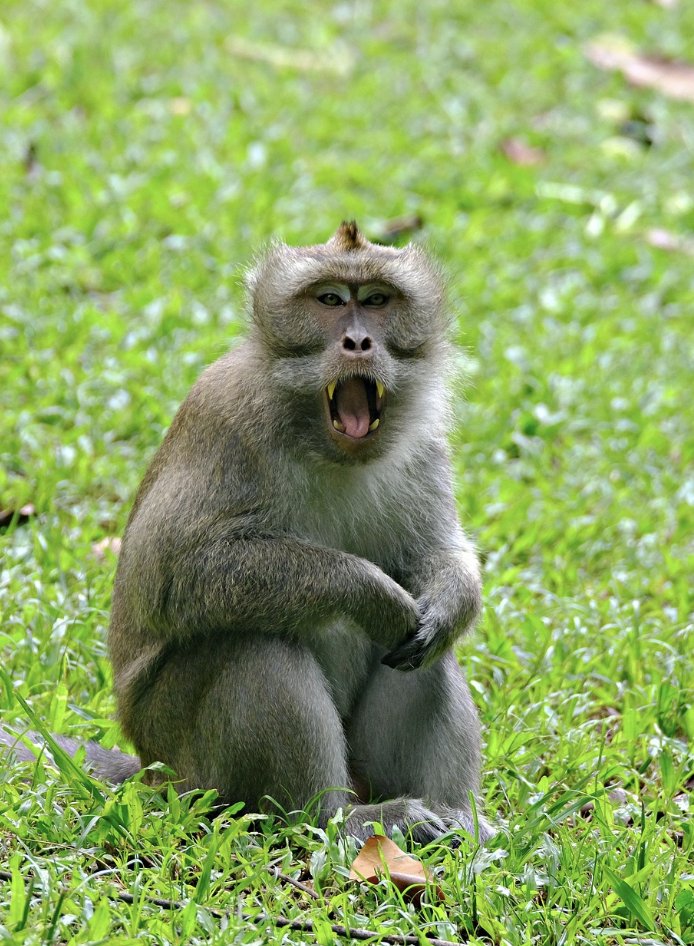 CoffinMedia's tweet image. After the discard, covert narcissists send “flying monkeys” to do their dirty work—gather intel, spread rumors, and keep you off balance. Spot the pattern early. #Narcissism #CatholicWisdom #FalseFriends #Boundaries