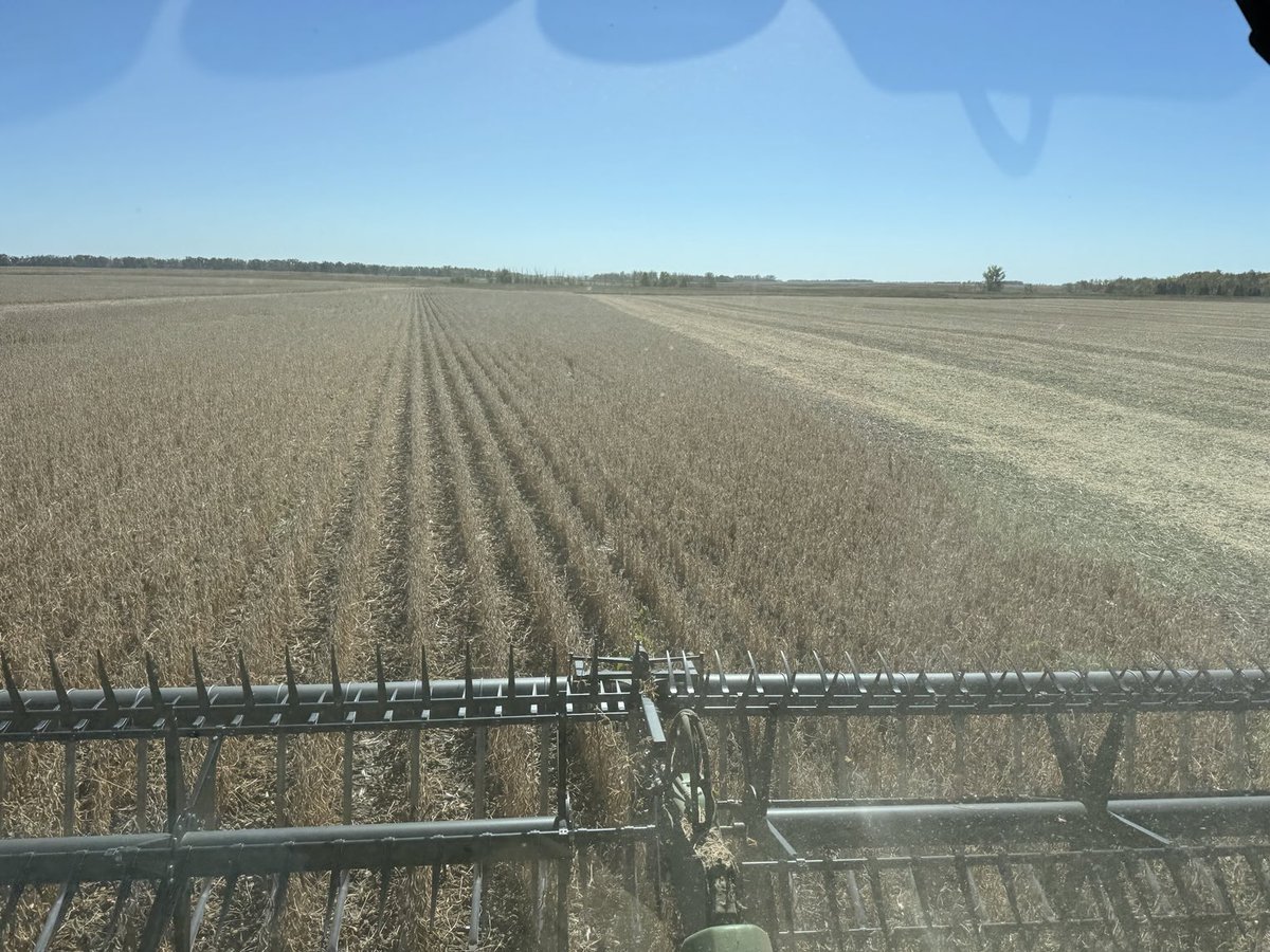 TruaxRon's tweet photo. P06A38E rocking it near Litchville, ND. Clean Fields. High Yields. ⁦@PioneerSeeds⁩ This bean is a winner 3 years in a row!! https://t.co/jHGJDilgHq