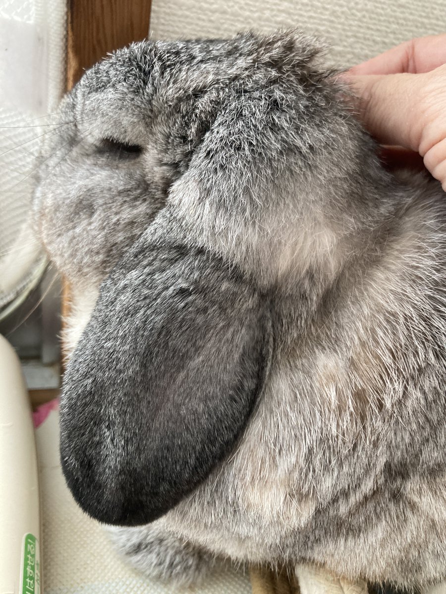 うさぎさん ピーバイキュー（p×q）（キッズ）マスコットキーホルダー うさぎ