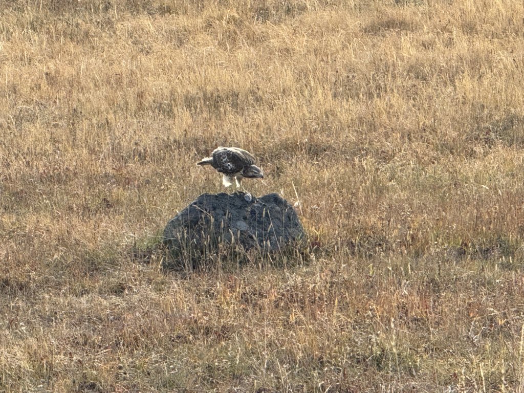 MappingThePath's tweet image. We spent our last day in @YellowstoneNPS looking for wildlife in the Hayden and Lamar valleys. Great, long, close look at a grizzly, juvenile red-tailed hawk (we think), bison, a pronghorn herd, plus a black wolf! #travel