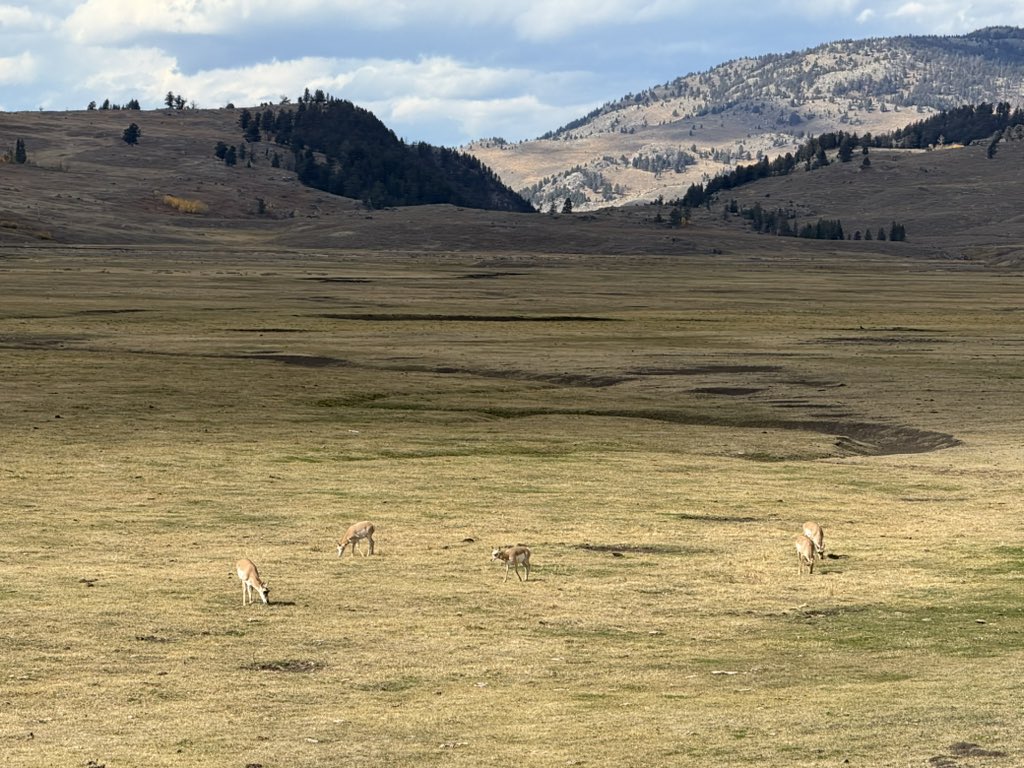 MappingThePath's tweet image. We spent our last day in @YellowstoneNPS looking for wildlife in the Hayden and Lamar valleys. Great, long, close look at a grizzly, juvenile red-tailed hawk (we think), bison, a pronghorn herd, plus a black wolf! #travel