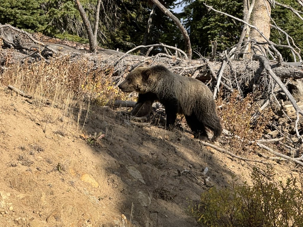 MappingThePath's tweet image. We spent our last day in @YellowstoneNPS looking for wildlife in the Hayden and Lamar valleys. Great, long, close look at a grizzly, juvenile red-tailed hawk (we think), bison, a pronghorn herd, plus a black wolf! #travel