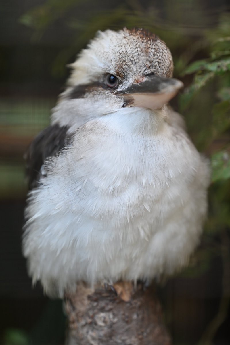 ikepon_zoophoto's tweet image. おはよう🌞ございます

#埼玉県こども動物自然公園 #ワライカワセミ