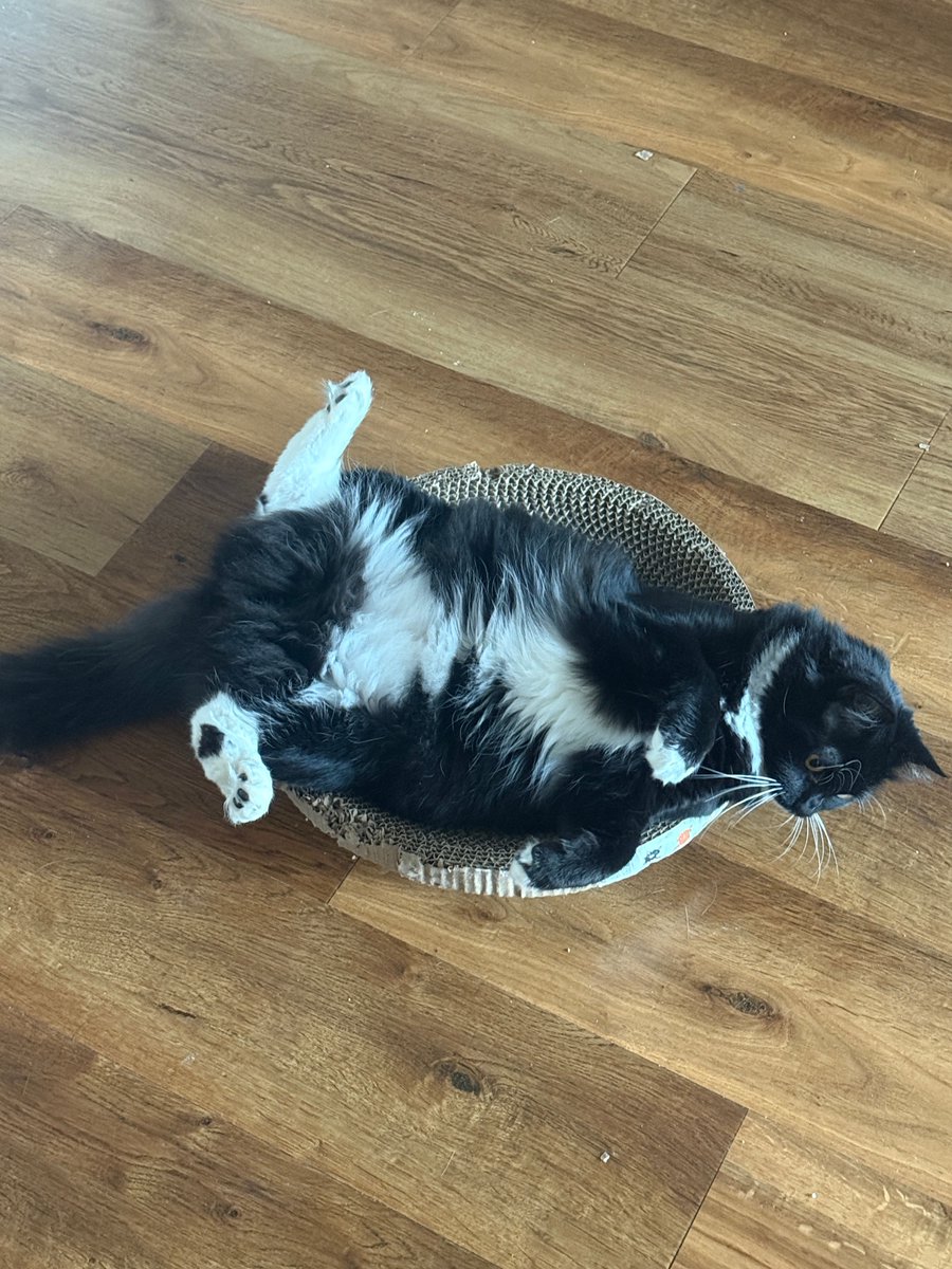 TAILSSpayNeuter's tweet photo. 😿 2 YEARS AT TAILS - STILL WAITING
Halo &amp; Picasso have been with us for 2+ years. They're a bonded pair who deserve a forever home together.

Halo: once shy, now a sun-loving snuggler
Picasso: gentle shadow who shows love with quiet head-butts

Apply: https://t.co/I6SZAUWclG https://t.co/tHRjDUbqEc