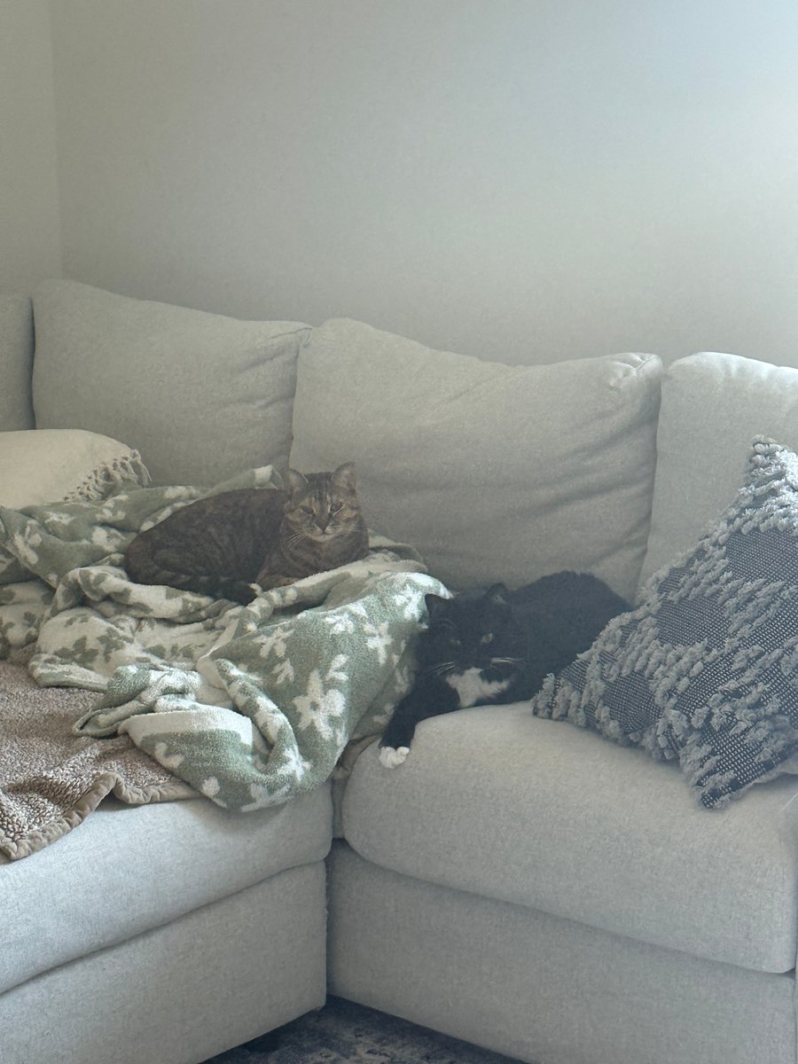 TAILSSpayNeuter's tweet photo. 😿 2 YEARS AT TAILS - STILL WAITING
Halo &amp; Picasso have been with us for 2+ years. They're a bonded pair who deserve a forever home together.

Halo: once shy, now a sun-loving snuggler
Picasso: gentle shadow who shows love with quiet head-butts

Apply: https://t.co/I6SZAUWclG https://t.co/tHRjDUbqEc