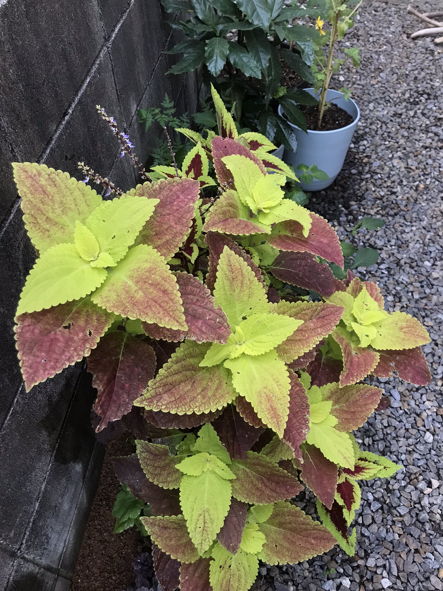 cocoページ s_zigcleandot.jpg