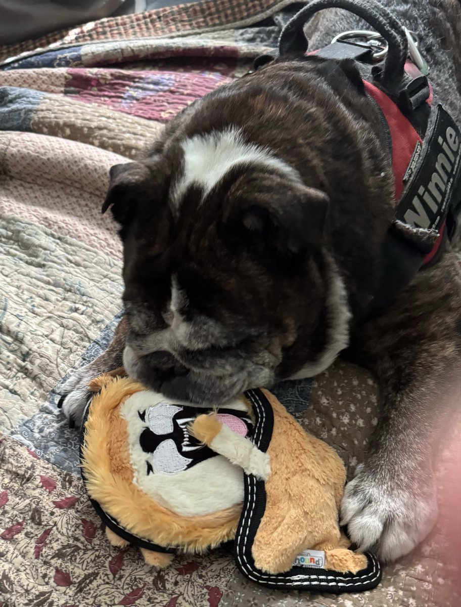 Winnie just got this toy from Bark and Beyond. She Loves it. Get one and see! Go to <a href="/Bark_Beyond/">Bark & Beyond®️🇺🇸</a> and look.