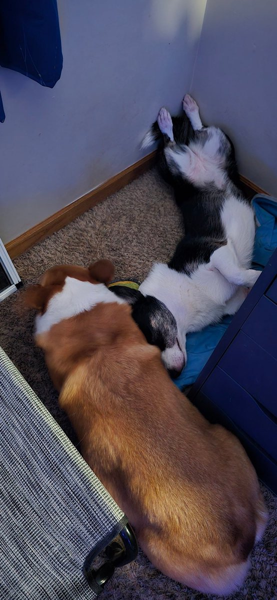 Galahad and Freya are trying to invent a new Tetris piece #Corgi
