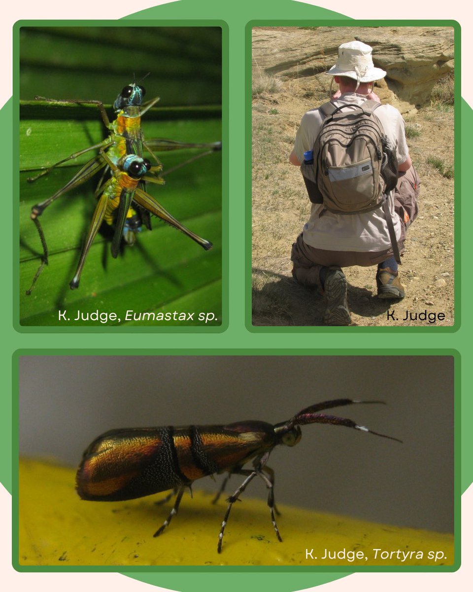 EntSocAlberta's tweet image. (2/2) Thanks again to Dr. Judge for chatting with us, and sharing these lovely #insect photos! Check out those vibrant #eumastax #grasshoppers!