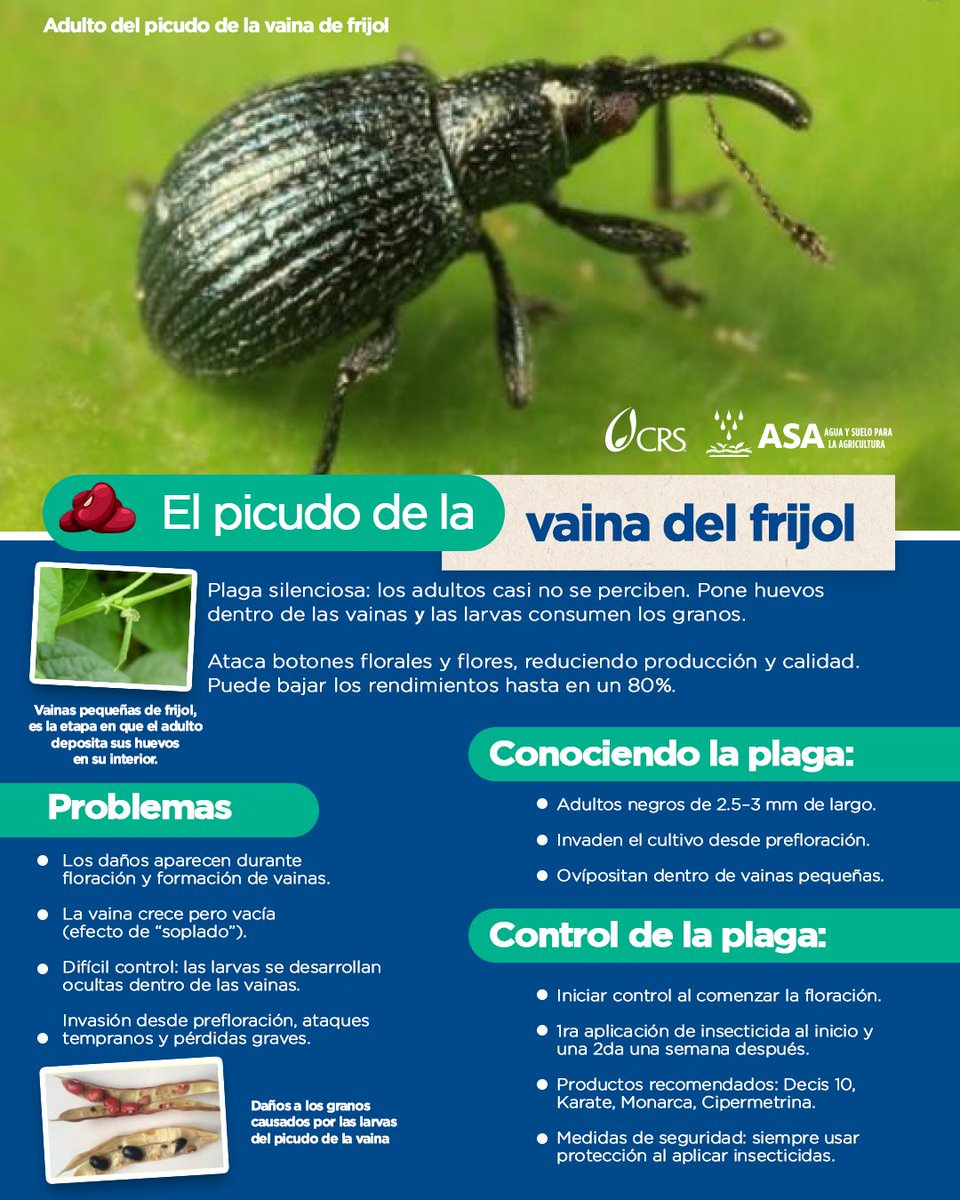 AguaVerdeASA's tweet image. 🚨 Vainas infladas pero sin frijol… El picudo ataca desde la floración y puede causar hasta 80% de pérdida. ¡Actúa a tiempo y protege tu cultivo!🌱🫘#ControlDePlagas #CultivoDeFrijol #Picudo