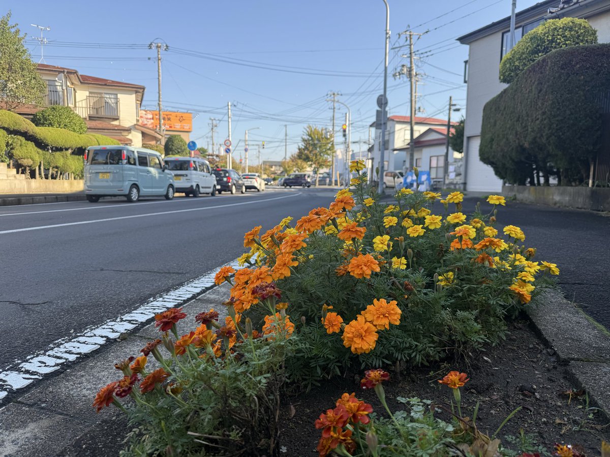 おはよ　#Akita

あれ
いつのまにかお花が🌸

気持ちいいね

今日も元気にいってらっしゃい

#秋田市
#イマソラ