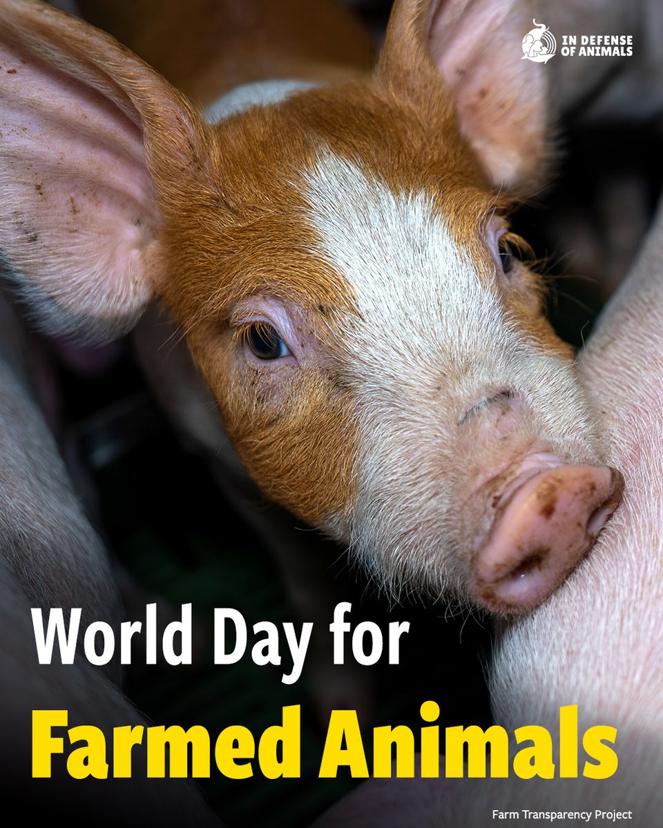 IDAUSA's tweet photo. October 2nd is World Day for Farmed Animals. Join the #FastAgainstSlaughter in solidarity with animals exploited, tormented & killed every year for unnecessary food products. Reject #Speciesism, live #Vegan. Choose justice for all individuals.
Learn more: https://t.co/M86MmVLidH https://t.co/CjNcVWnhuO