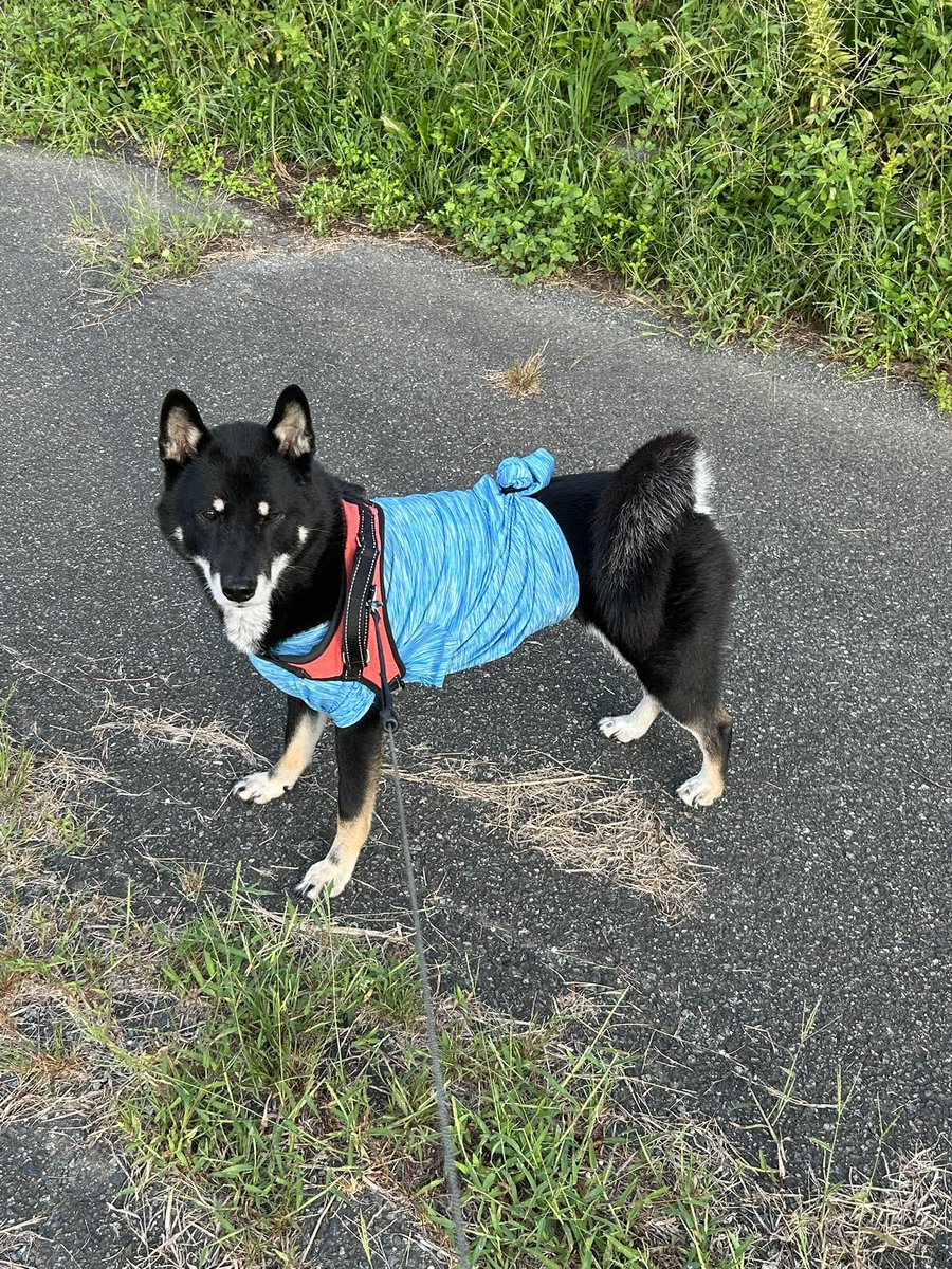 撮影時のアングルで脚の長さが異なって写るよ！というのが数日前話題になってましたね
犬も結構アングルで変わるんよ
 #四国犬