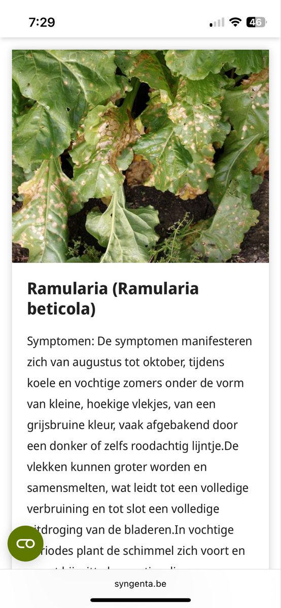 De bieten 2025 zijn ook weer historie. Perfecte omstandigheden om te rooien dankzij 100 mm regen een week er voor. 
Tonnen lijken redelijk, even afwachten, net als suiker%. Wel veel ziek er in, niemand die precies weet wat het is. Ik denk Ramularia. 9x gespoten, helpt weinig