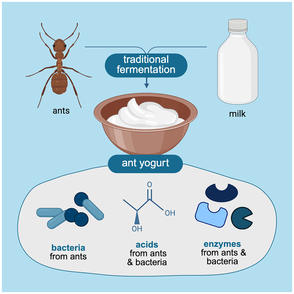 CellPressNews's tweet image. Making #yogurt with ants from a nearly forgotten Bulgarian recipe. cell.com/iscience/fullt…

Veronica M. Sinotte, Leonie J. Jahn &amp;amp; colleagues
@iscience_cp