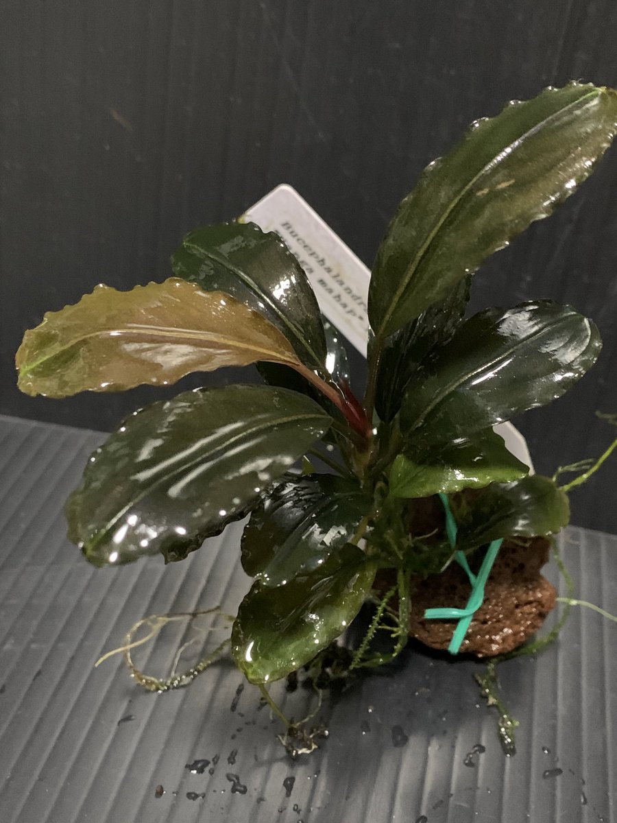 【TB便】Bucephalandra sp.\"Nanga mahap\" Bucephalandra sp. 