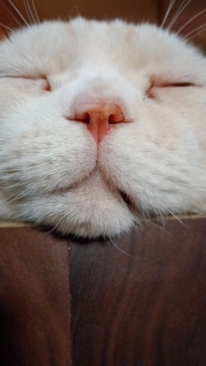 おはようございます🐾໊☁
今日もよろしくお願いしますᓚᘏᗢ 💕
