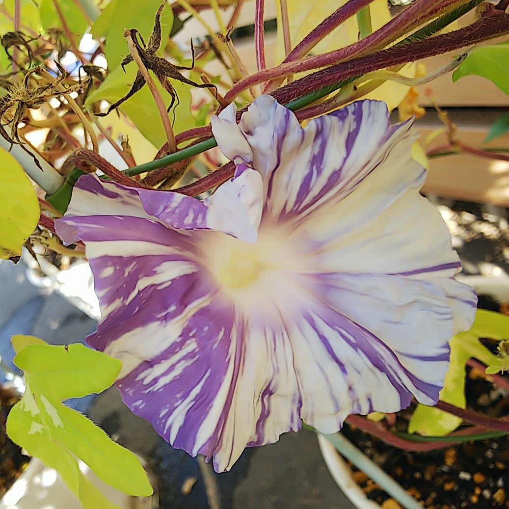 『弾む紫陽花』 数量限定】紫陽花 あじさい タイニーガール 赤 4.5号鉢 鉢植え