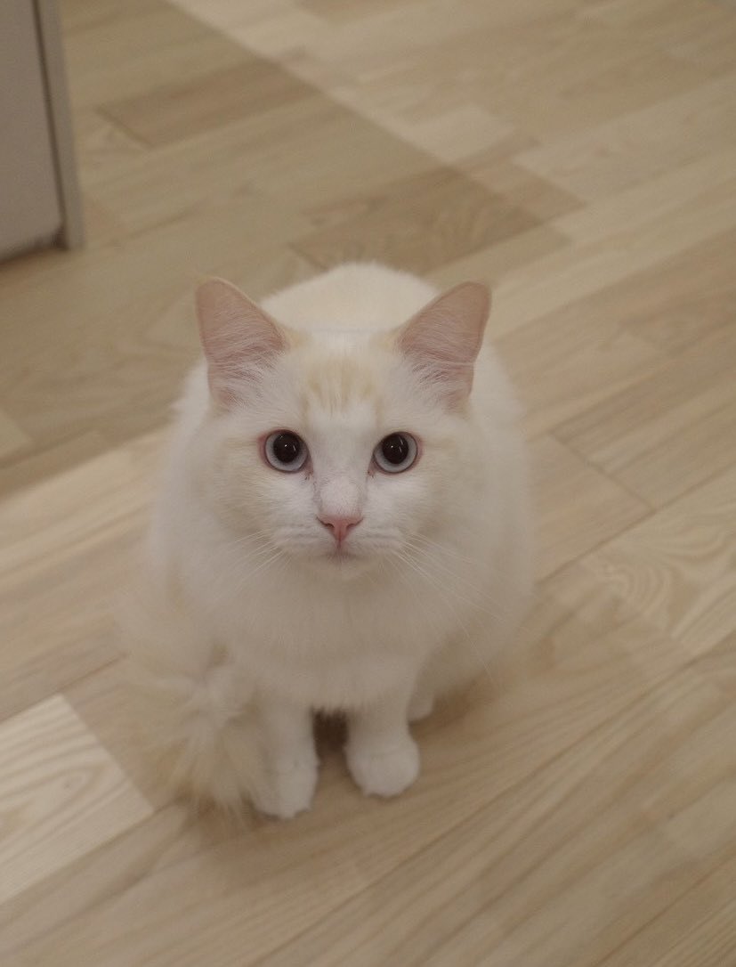 ディルとナッペ🐱ひとんちのねこ垢w tweet media