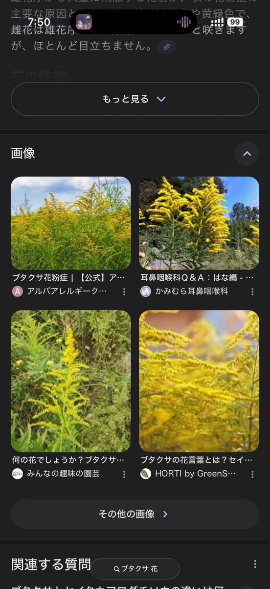 「ブタクサ 花」で検索するとセイタカアワダチソウの花ばかり出てくる