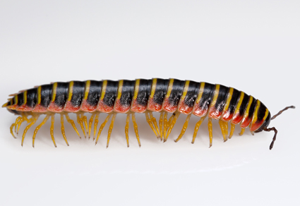 Zootaxa's tweet photo. Revision of the millipede genus #Apheloria Chamberlin, 1921 (#Polydesmida, #Xystodesmidae, #Apheloriini)
#taxonomy
https://t.co/eruoNN9BcI https://t.co/AcXsDD2PuP