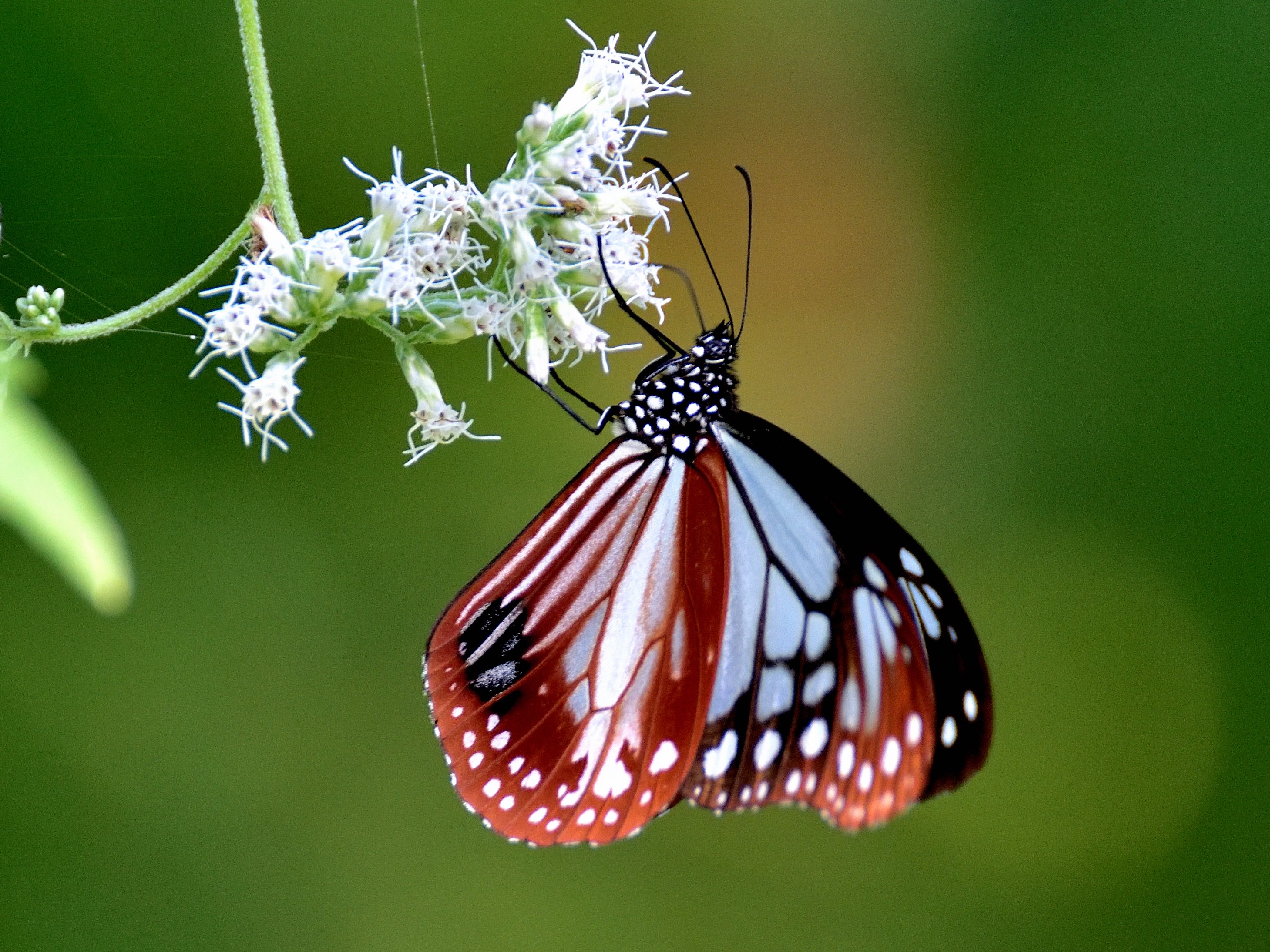 ぷうあさま専用（原画）月と紫陽花 ほか　9点おまとめ 花鳥風月 四季 on X: 