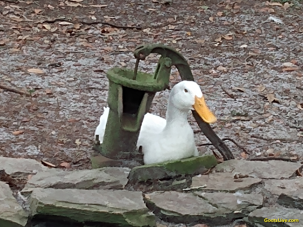 Caught one of our ducks napping under the handle of an old manual water well pump.
古い手動井戸ポンプのハンドルの下で昼寝をしているアヒルを一羽捕まえました。
#ducks