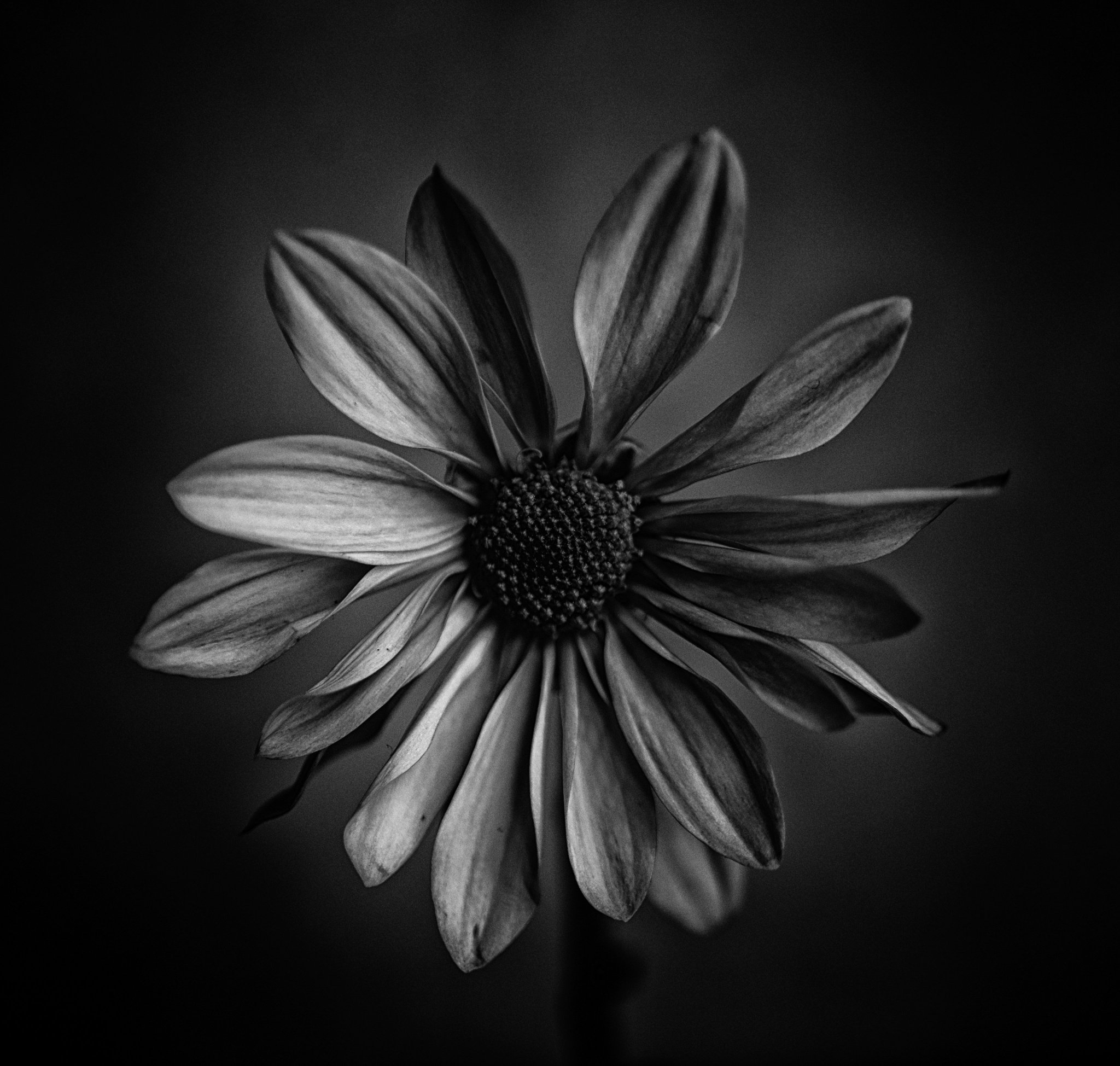 Shuichi Machimoto 町本修一。 on X: 