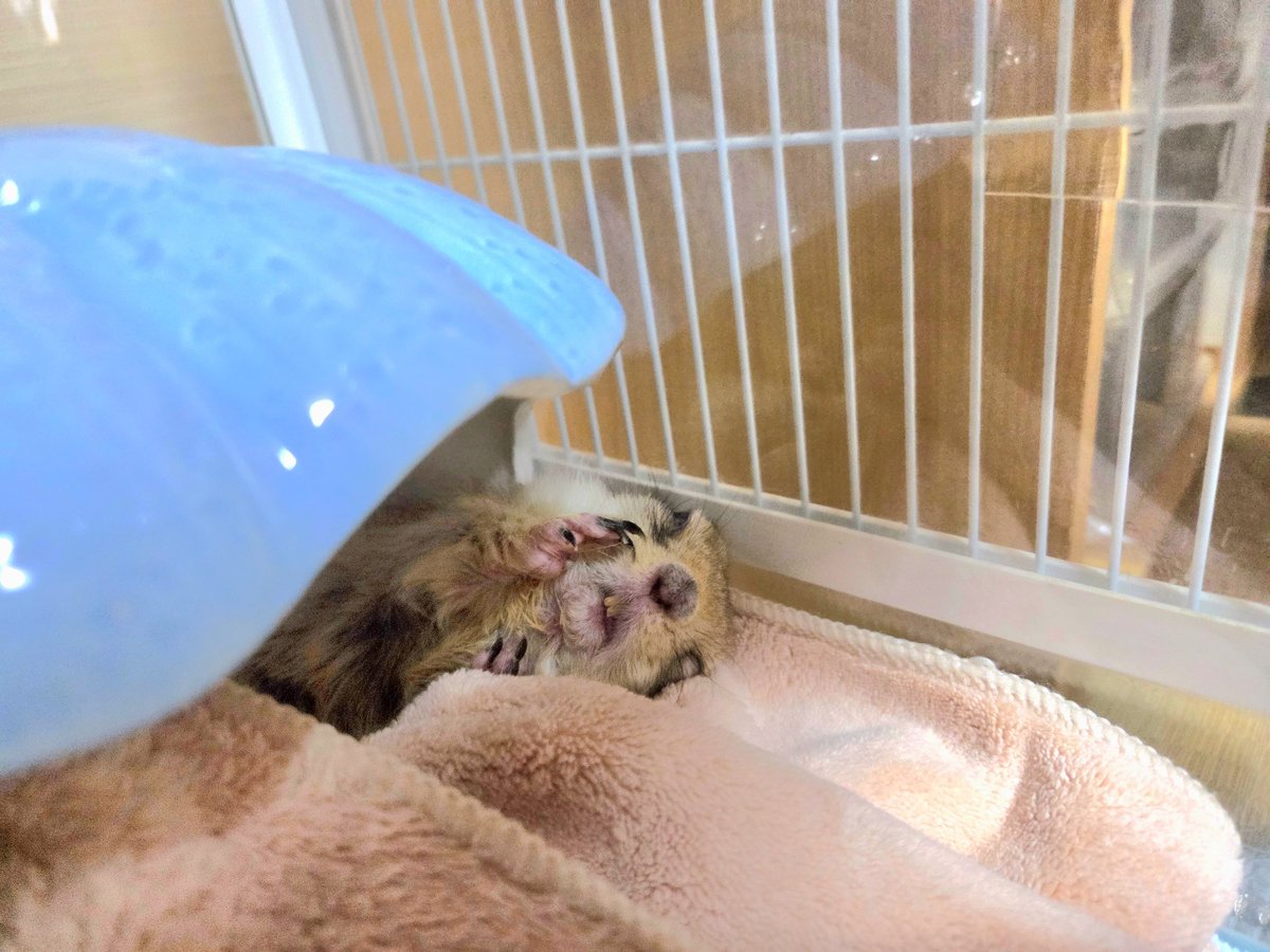 仕事行く前に寝ている綾鷹のケージの様子見たら、飛びついてめっちゃ怒ってきたくせにそのまま寝落ちした可愛い綾鷹

#リチャードソンジリス