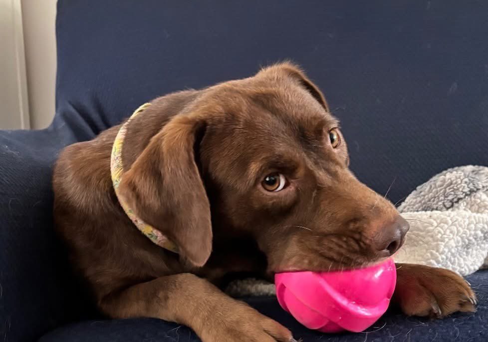 Hi, I'm Dolly! I'm a chocolate lab mix. Look at all these great things about me!
💑 I love PEOPLE! All ages and sizes.
🦴 Crate and house trained
🐕 Perfect medium size (33lbs)
🦦 Medium energy
🧸 Snugglebug 
🐕‍🦺 I'm good on the leash

Apply here! new.shelterluv.com/embed/animal/O…