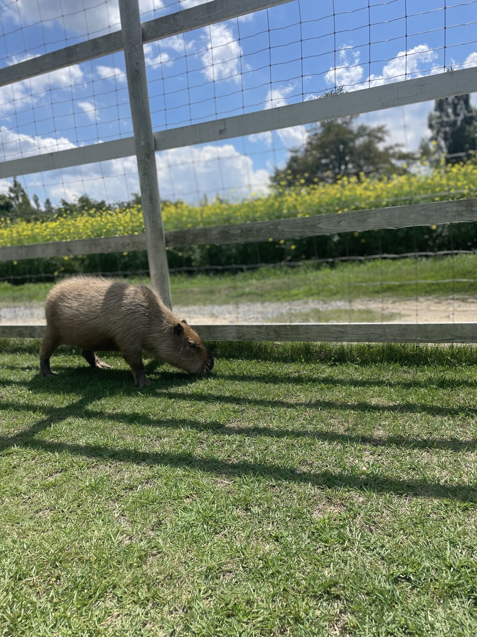 カピバラかぴばら (@capybara5179) / X