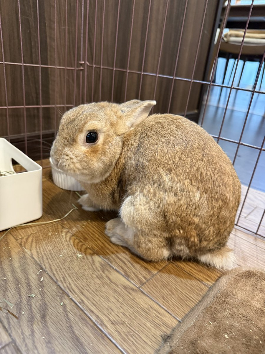 senta_channel's tweet image. Morning everyone🐰

#うさぎ #rabbit #bunny