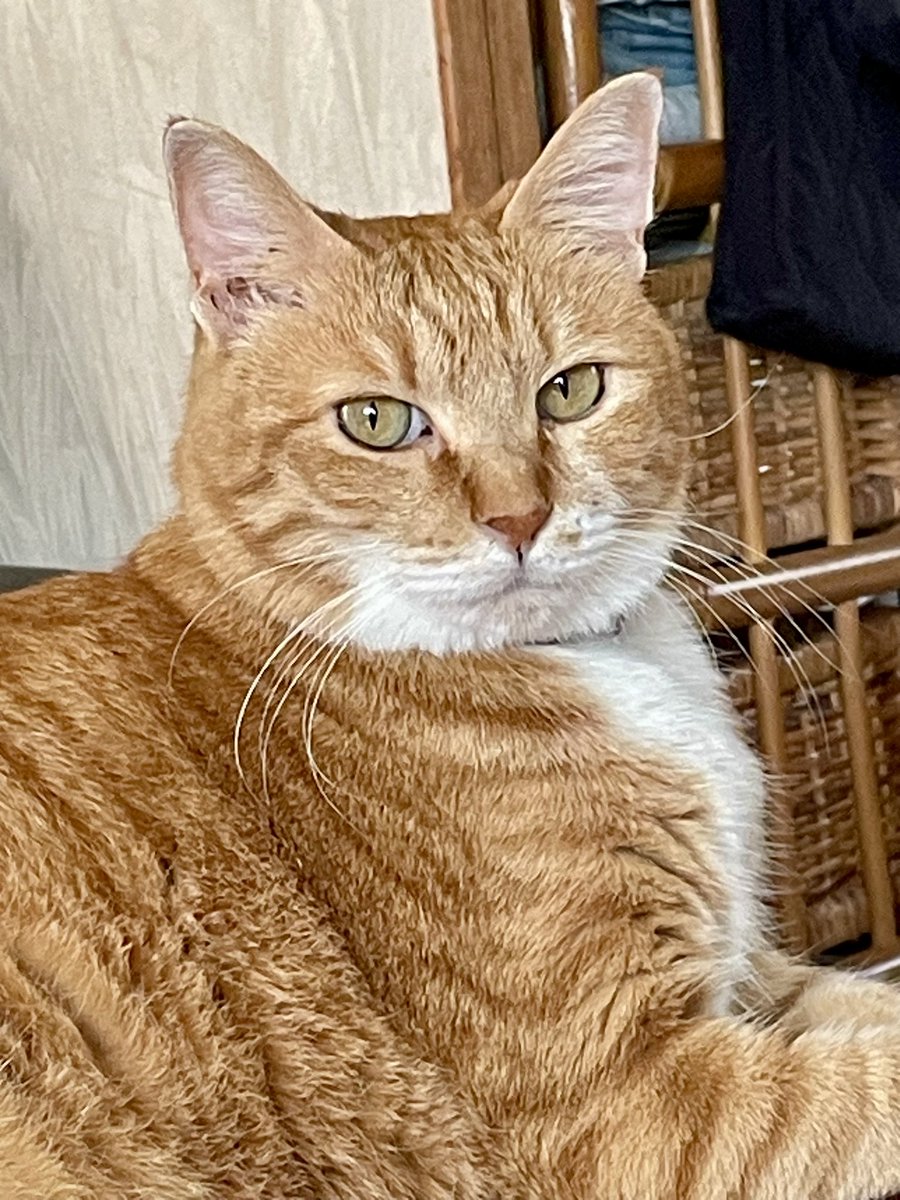 🐈🐾ちいちいうるうる🐈🐾 (@chii1003uru0724) / Posts / X