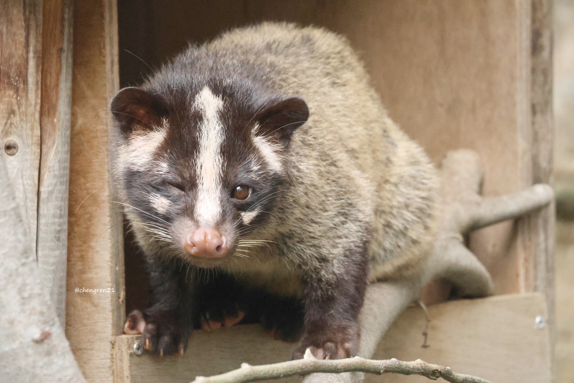 ハクビシン - Search / X