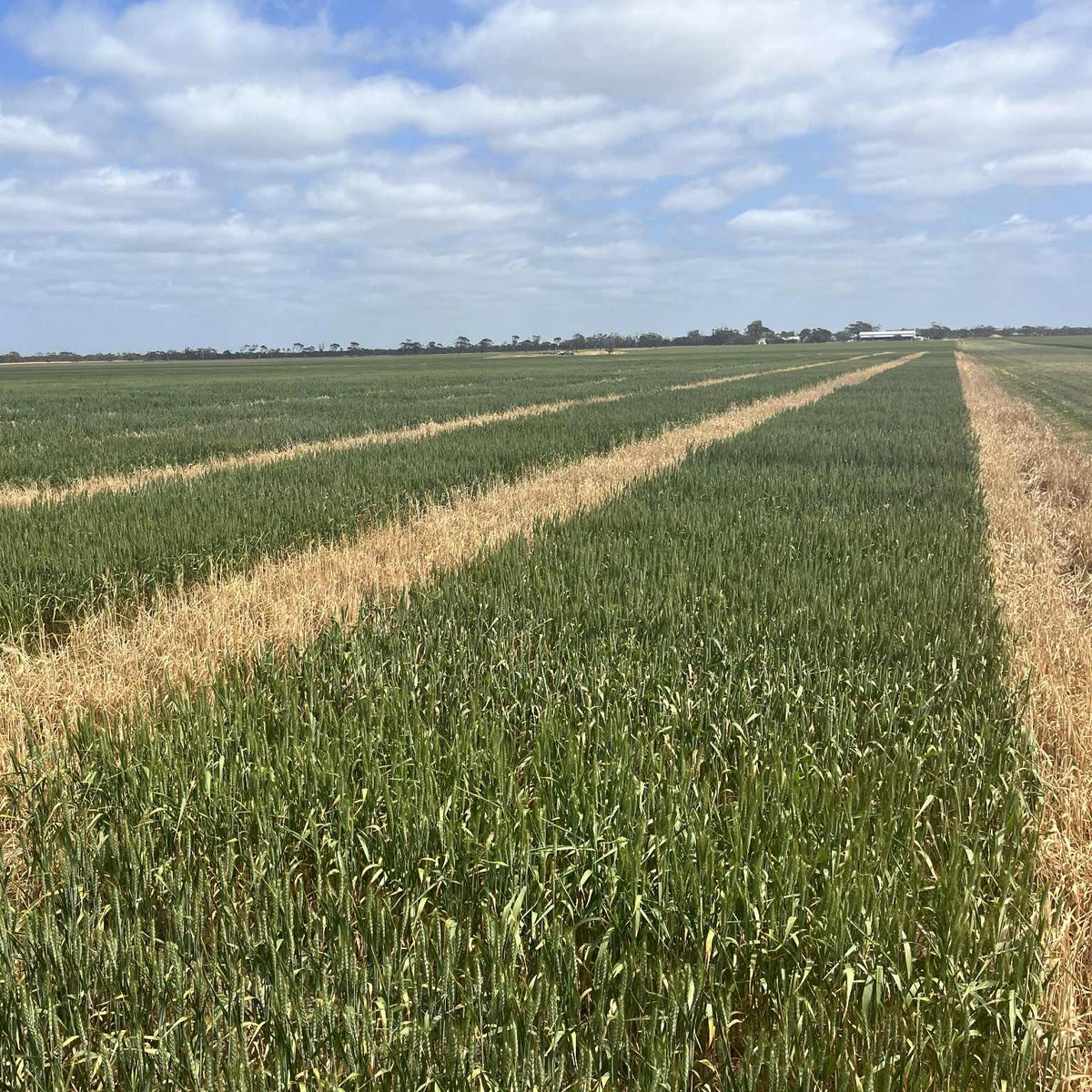 Agfert Fertilizers tweet media