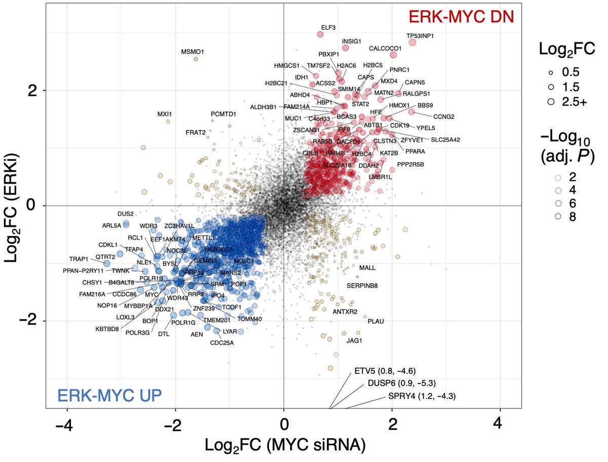 Anirban Maitra (@aiims1742) on Twitter photo New paper from <a href="/cjder23/">Channing Der</a> <a href="/derlabunc/">Der Lab at UNC</a> in <a href="/scisignal/">Science Signaling</a>
Defining the MYC-regulated transcriptome and kinome that support KRAS- and ERK-dependent growth of pancreatic cancer
science.org/doi/10.1126/sc…
"almost one-third of ERK-regulated genes were also regulated by MYC in PDAC cells" New paper from <a href="/cjder23/">Channing Der</a> <a href="/derlabunc/">Der Lab at UNC</a> in <a href="/scisignal/">Science Signaling</a>
Defining the MYC-regulated transcriptome and kinome that support KRAS- and ERK-dependent growth of pancreatic cancer
science.org/doi/10.1126/sc…
"almost one-third of ERK-regulated genes were also regulated by MYC in PDAC cells"