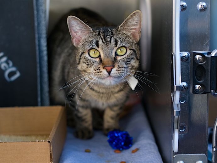 NYCDEATHROWCATS's tweet photo. THERE ARE 50 ANIMALS (26 CATS &amp; 24 DOGS)  AT RISK FOR SATURDAY 10/04/05 DEADLINE IS NOON. PLEASE SHARE, FOSTER, ADOPT, TAG FRIENDS, POST TO SOCIAL MEDIA SITES, PLEDGE TO  HELP SAVE THEIR LIVES. NEW PHOTOS. https://t.co/Rt2PL8RIF6 https://t.co/qOv21NqW1U