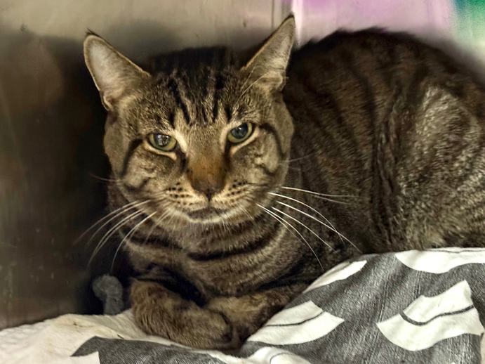 NYCDEATHROWCATS's tweet photo. THERE ARE 50 ANIMALS (26 CATS &amp; 24 DOGS)  AT RISK FOR SATURDAY 10/04/05 DEADLINE IS NOON. PLEASE SHARE, FOSTER, ADOPT, TAG FRIENDS, POST TO SOCIAL MEDIA SITES, PLEDGE TO  HELP SAVE THEIR LIVES. NEW PHOTOS. https://t.co/Rt2PL8RIF6 https://t.co/OKg0ofOPXE
