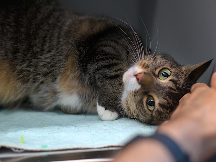 NYCDEATHROWCATS's tweet photo. THERE ARE 50 ANIMALS (26 CATS &amp; 24 DOGS)  AT RISK FOR SATURDAY 10/04/05 DEADLINE IS NOON. PLEASE SHARE, FOSTER, ADOPT, TAG FRIENDS, POST TO SOCIAL MEDIA SITES, PLEDGE TO  HELP SAVE THEIR LIVES. NEW PHOTOS. https://t.co/Rt2PL8RIF6 https://t.co/g46CxL7npH
