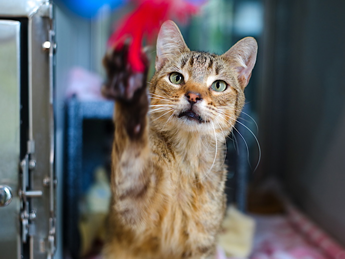 NYCDEATHROWCATS's tweet photo. THERE ARE 50 ANIMALS (26 CATS &amp; 24 DOGS)  AT RISK FOR SATURDAY 10/04/05 DEADLINE IS NOON. PLEASE SHARE, FOSTER, ADOPT, TAG FRIENDS, POST TO SOCIAL MEDIA SITES, PLEDGE TO  HELP SAVE THEIR LIVES. NEW PHOTOS. https://t.co/Rt2PL8RIF6 https://t.co/g46CxL7npH