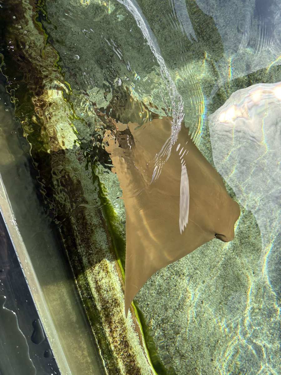 Mayra Hernandez tweet media