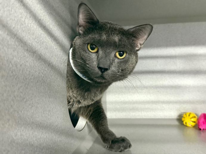NYCDEATHROWCATS's tweet photo. THERE ARE 50 ANIMALS (26 CATS &amp; 24 DOGS)  AT RISK FOR SATURDAY 10/04/05 DEADLINE IS NOON. PLEASE SHARE, FOSTER, ADOPT, TAG FRIENDS, POST TO SOCIAL MEDIA SITES, PLEDGE TO  HELP SAVE THEIR LIVES. NEW PHOTOS. https://t.co/Rt2PL8RIF6 https://t.co/g46CxL7npH