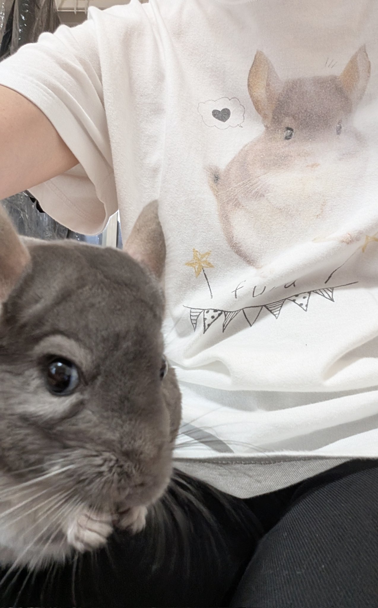チンチラのふわちゃん on X: 