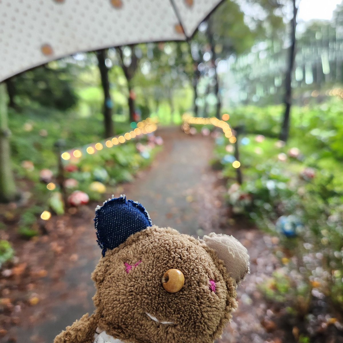 Qpipi9's tweet image. 雨でもきれいだね🌱🐻☂️

#ぬい活
#やくらいガーデン