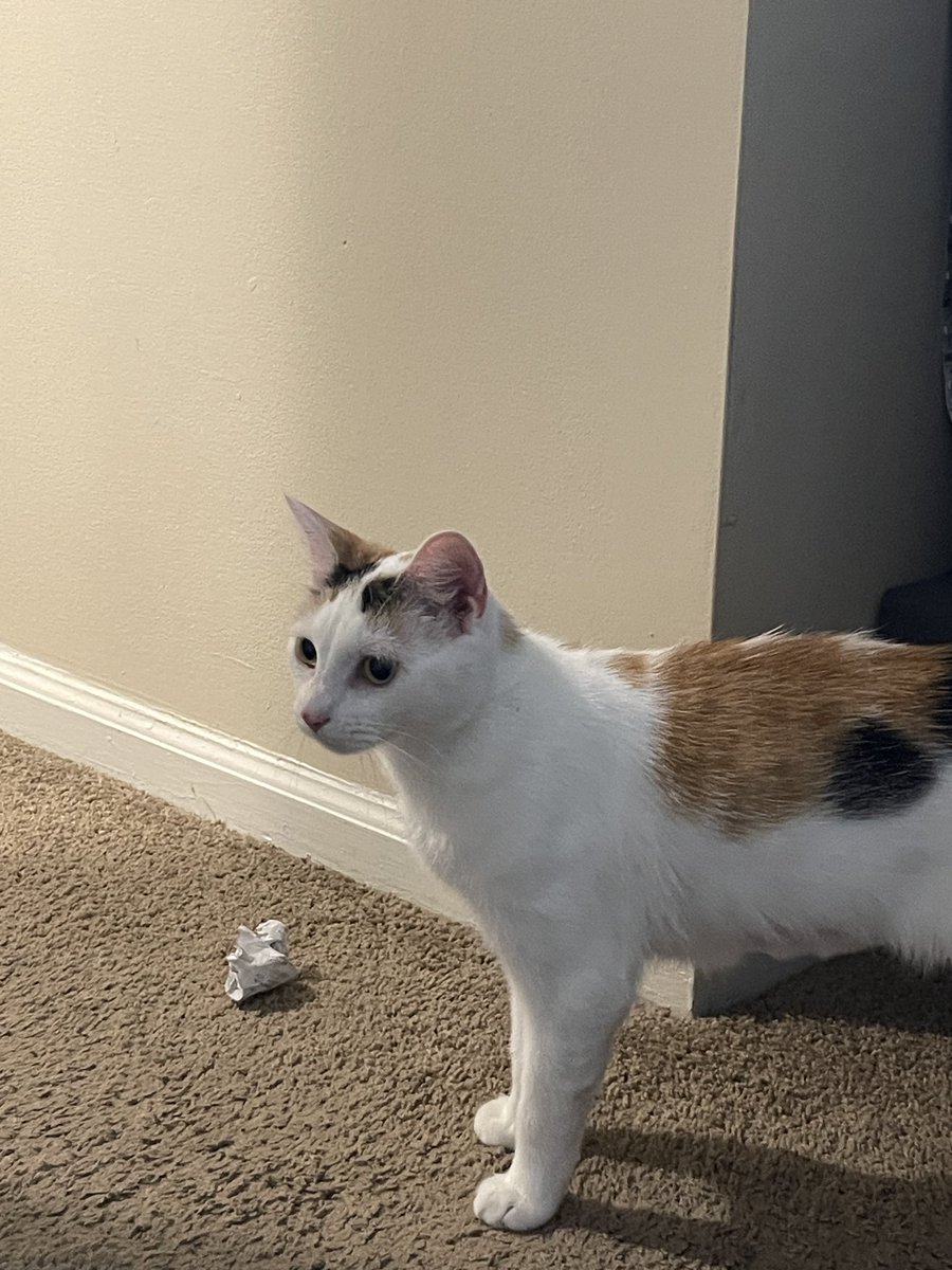 I’ve welcomed a new living creature to the townhouse!

This is Anya, the 1 1/2 year old beauty I adopted today!