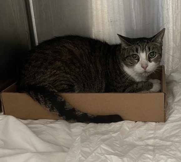 NYCDEATHROWCATS's tweet photo. THERE ARE 50 ANIMALS (26 CATS &amp; 24 DOGS)  AT RISK FOR SATURDAY 10/04/05 DEADLINE IS NOON. PLEASE SHARE, FOSTER, ADOPT, TAG FRIENDS, POST TO SOCIAL MEDIA SITES, PLEDGE TO  HELP SAVE THEIR LIVES. NEW PHOTOS. https://t.co/Rt2PL8RIF6 https://t.co/3NfhYpX3ne